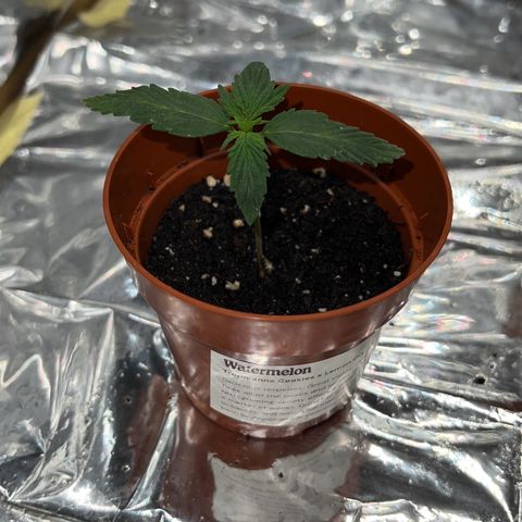 🍉 Watermelon No.1 growlog photo: 🍀🤲🧿