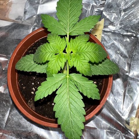 🦋WW No.1 growlog timeline photo
