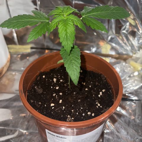 🦋WW No.1 growlog timeline photo