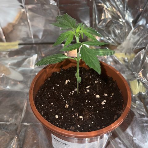 🍉 Watermelon No.1 growlog timeline photo