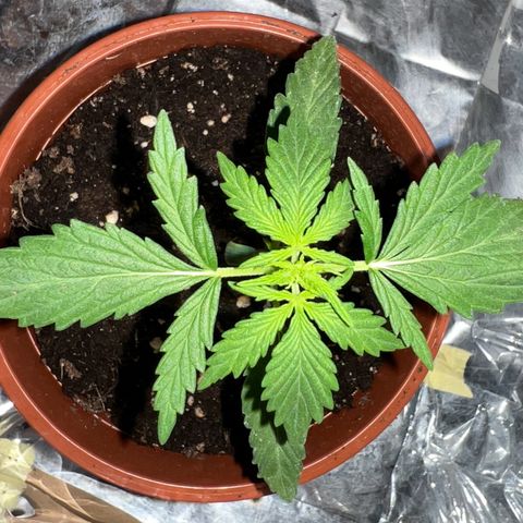 🍉 Watermelon No.1 growlog timeline photo