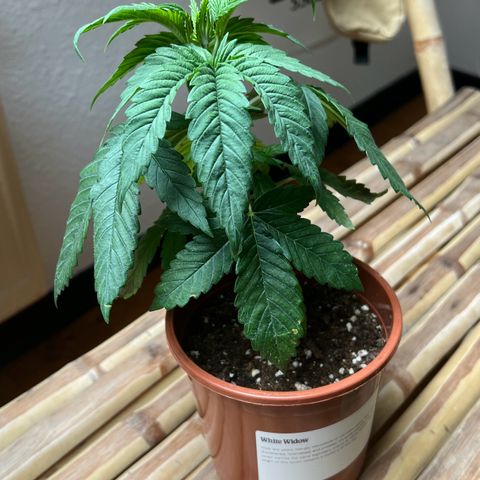 🦋WW No.1 growlog timeline photo
