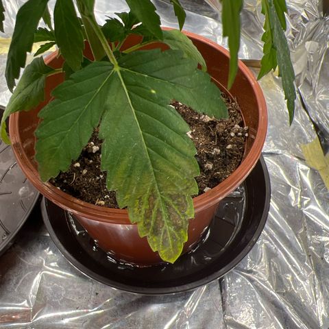 🦋WW No.1 growlog photo: ??
