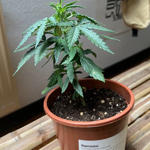 🍉 Watermelon No.1 growlog timeline photo