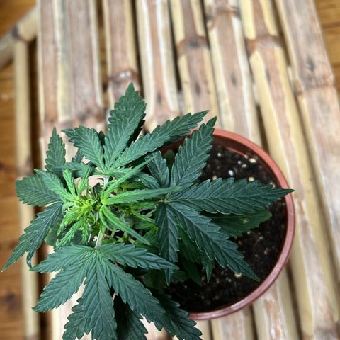 🍉 Watermelon No.1 growlog timeline photo