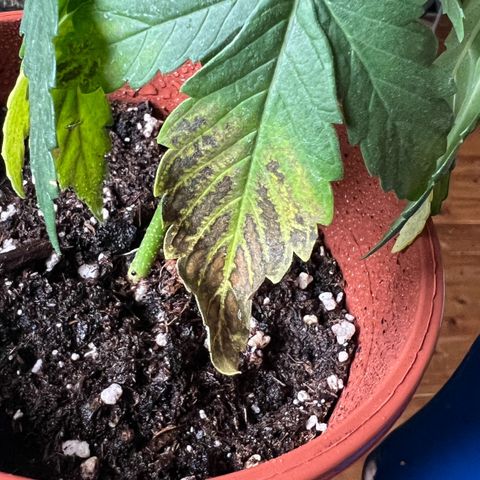 🦋WW No.1 growlog photo: Nutrient burn i guess:(