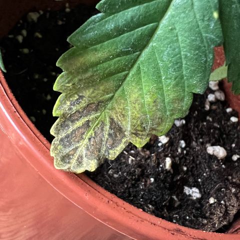 🦋WW No.1 growlog photo: Nutrient burn i guess:(