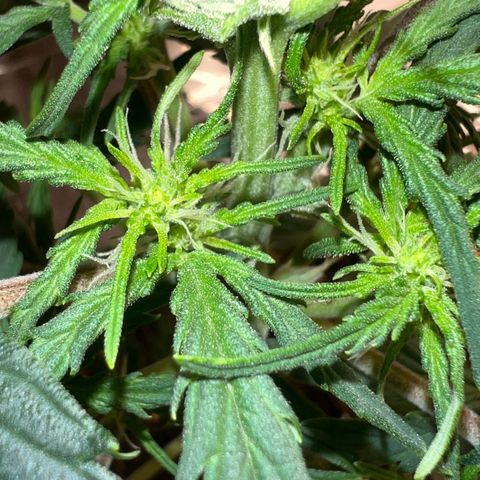 🍉 Watermelon No.1 growlog photo: Pre-flowering 🤗