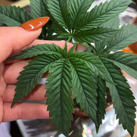 🦋WW No.1 growlog photo: Looking better after a few days of flushing 💗