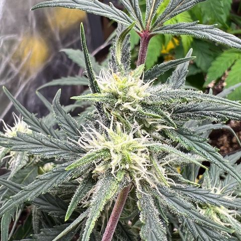 🍉 Watermelon No.1 growlog timeline photo