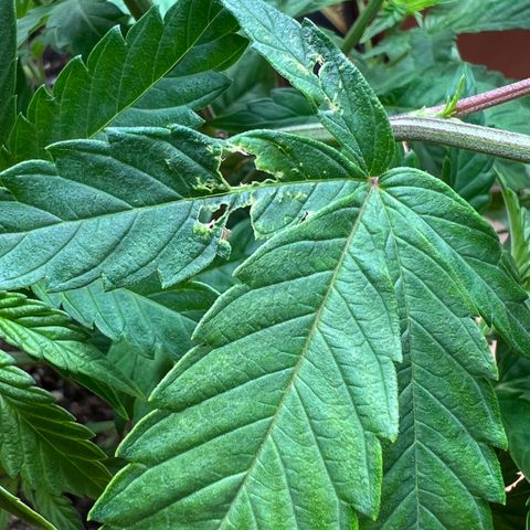 🦋WW No.1 growlog timeline photo