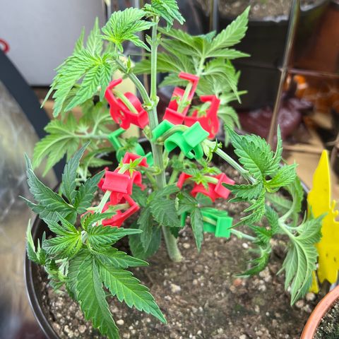 🦋WW No.1 growlog timeline photo