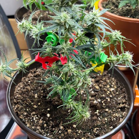 🍉 Watermelon No.1 growlog timeline photo