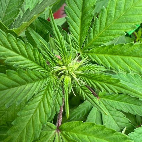 🦋WW No.1 growlog photo: Flowering 🌸