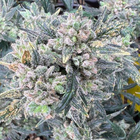 🍉 Watermelon No.1 growlog timeline photo