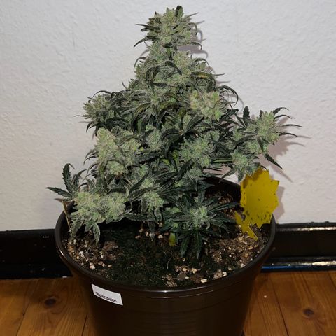 🍉 Watermelon No.1 growlog timeline photo