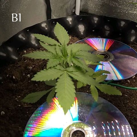 BC 707 photo growlog photo: B1 6 gallon
B2 3 gallon