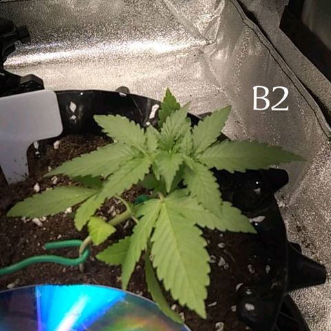 BC 707 photo growlog photo: B1 6 gallon
B2 3 gallon