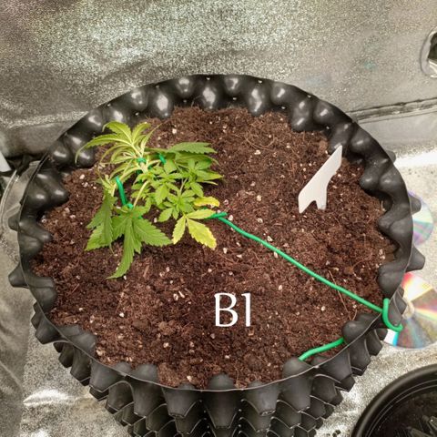 BC 707 photo growlog timeline photo