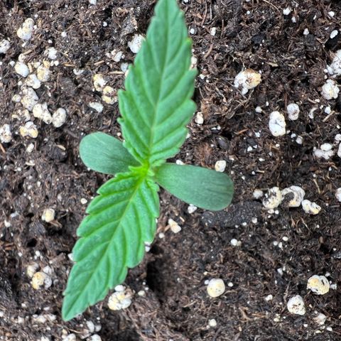 Frozen black cherry  growlog photo: Start’s 