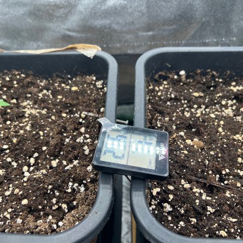 Frozen black cherry  growlog photo: Start’s 