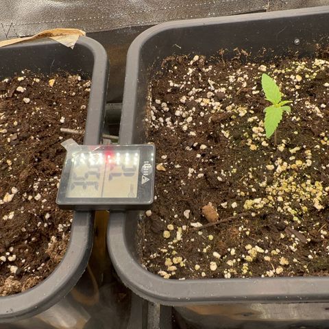 Frozen black cherry  growlog timeline photo