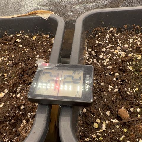 Frozen black cherry  growlog timeline photo