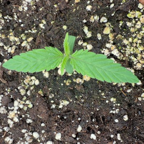 Frozen black cherry  growlog timeline photo