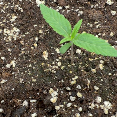 Frozen black cherry  growlog timeline photo