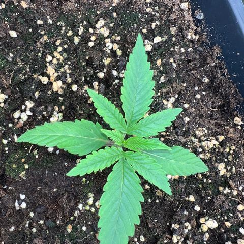 Frozen black cherry  growlog timeline photo