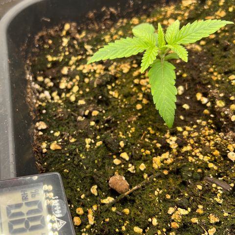 Frozen black cherry  growlog timeline photo