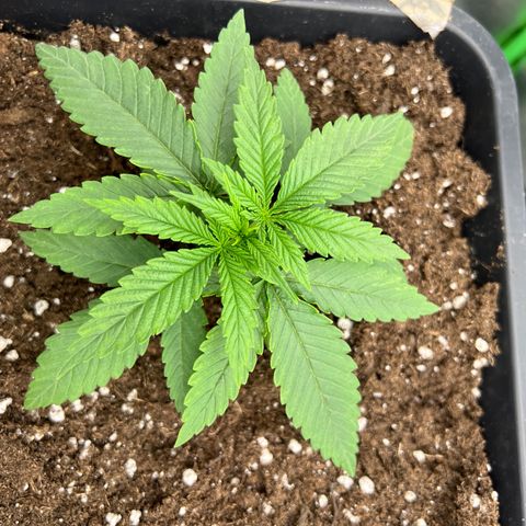 Frozen black cherry  growlog timeline photo