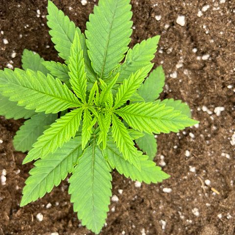 Frozen black cherry  growlog timeline photo