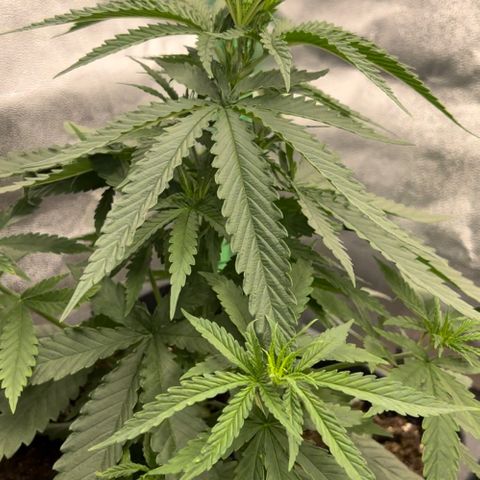 Frozen black cherry  growlog timeline photo