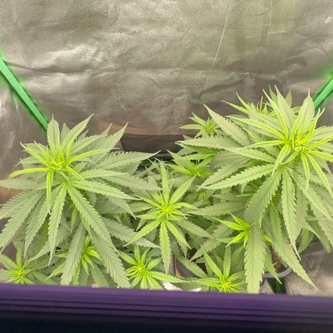 Frozen black cherry  growlog timeline photo