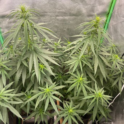Frozen black cherry  growlog timeline photo