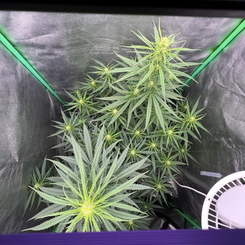 Frozen black cherry  growlog timeline photo