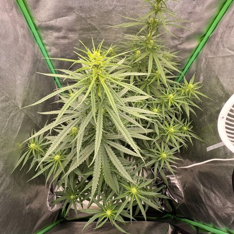 Frozen black cherry  growlog timeline photo