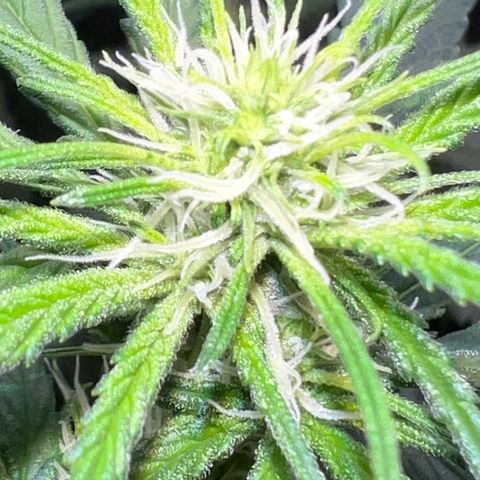 Frozen black cherry  growlog timeline photo