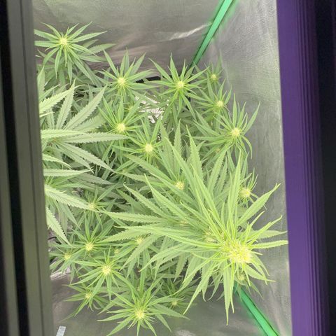 Frozen black cherry  growlog timeline photo
