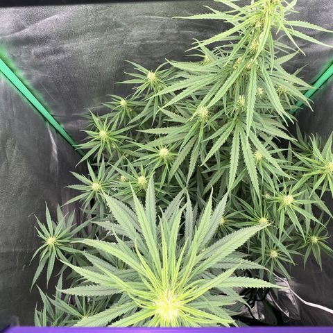 Frozen black cherry  growlog timeline photo