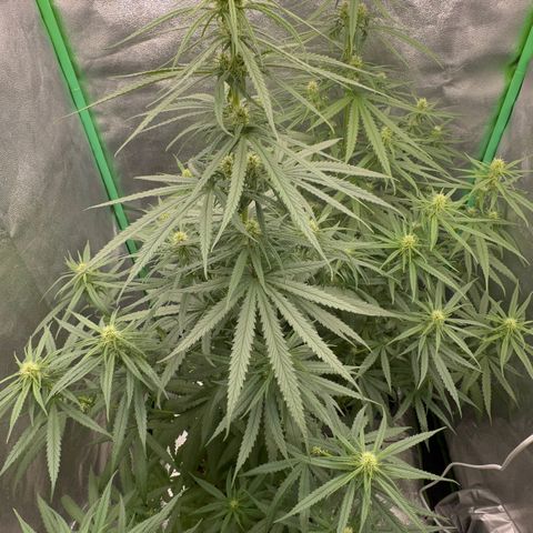 Frozen black cherry  growlog timeline photo