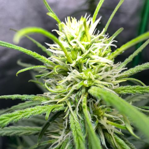 Frozen black cherry  growlog timeline photo