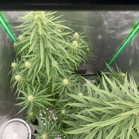 Frozen black cherry  growlog timeline photo
