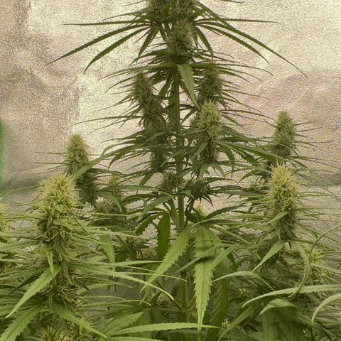 Frozen black cherry  growlog timeline photo