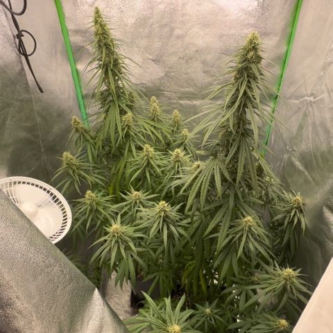 Frozen black cherry  growlog timeline photo