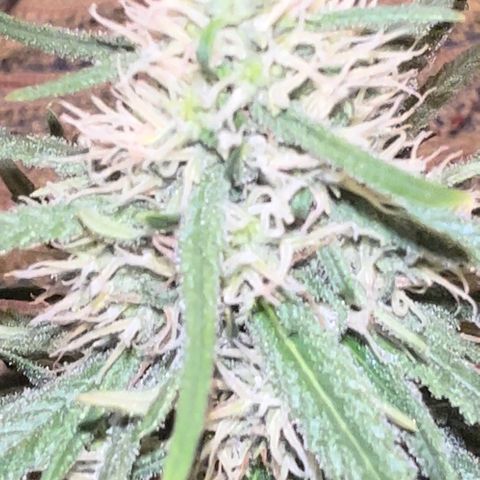 Frozen black cherry  growlog timeline photo