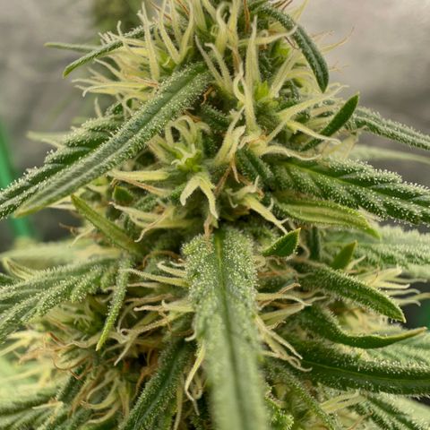 Frozen black cherry  growlog timeline photo