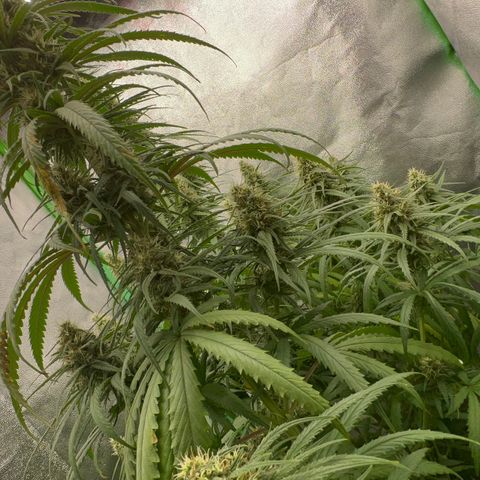 Frozen black cherry  growlog timeline photo