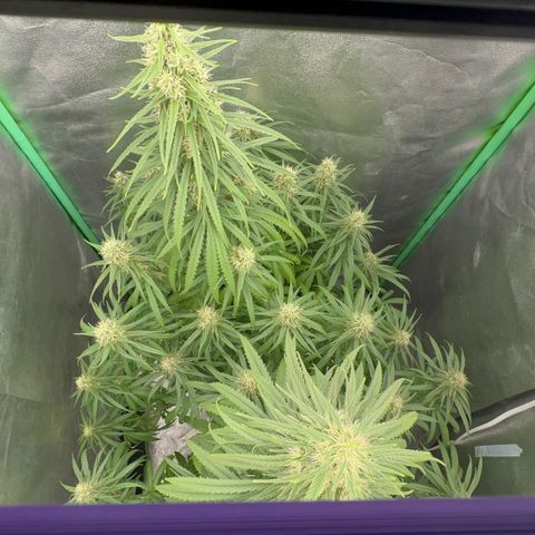 Frozen black cherry  growlog timeline photo